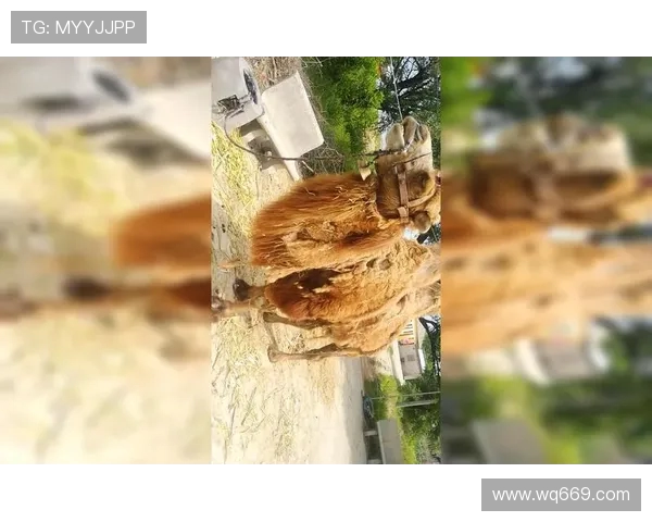 鍩冩柉鐗规椇锛氬姞鐩熷垏灏旇タ鏄ⅵ鎯虫垚鐪燂紝娓存湜灏藉揩铻嶅叆鐞冮槦